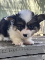 Nana (fluffy), a female Pembroke Welsh Corgi for sale in Oakdale, CA – 1 of 2