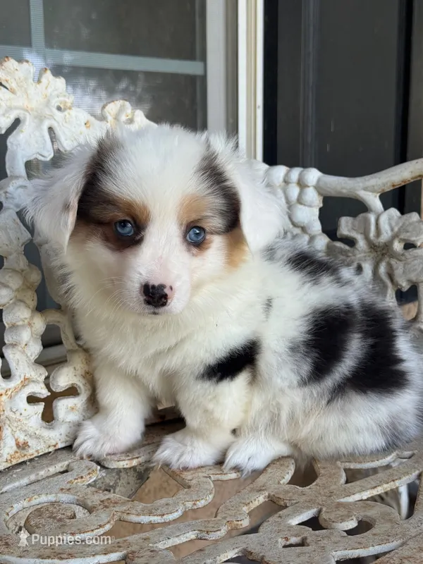 Scooby (fluffy) green – Pembroke Welsh Corgi puppy for sale in Oakdale, CA