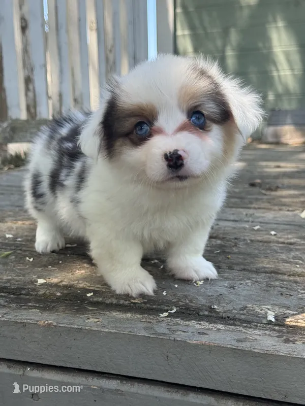 Scooby (fluffy) green – Pembroke Welsh Corgi puppy for sale in Oakdale, CA