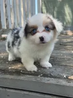 Scooby (fluffy) green, a male Pembroke Welsh Corgi for sale in Oakdale, CA – 1 of 1