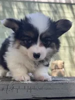Nana (fluffy), a female Pembroke Welsh Corgi for sale in Oakdale, CA – 2 of 2