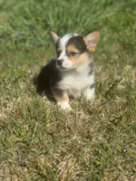 Boysenberry, a male Pembroke Welsh Corgi for sale in Oakdale, CA – Photo 3 of 3