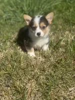 Boysenberry, a male Pembroke Welsh Corgi for sale in Oakdale, CA – Photo 1 of 3