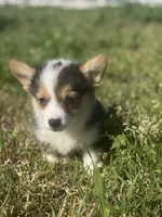 Boysenberry, a male Pembroke Welsh Corgi for sale in Oakdale, CA – Photo 2 of 3