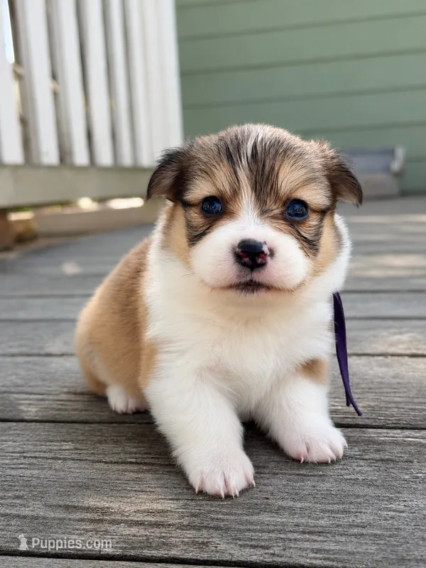 Dove (fluffy) – Pembroke Welsh Corgi puppy for sale in Oakdale, CA
