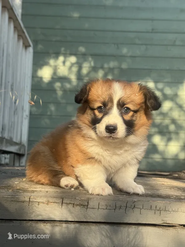 Apollo (fluffy) – Pembroke Welsh Corgi puppy for sale in Oakdale, CA