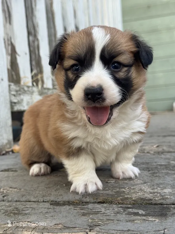Apollo (fluffy) – Pembroke Welsh Corgi puppy for sale in Oakdale, CA
