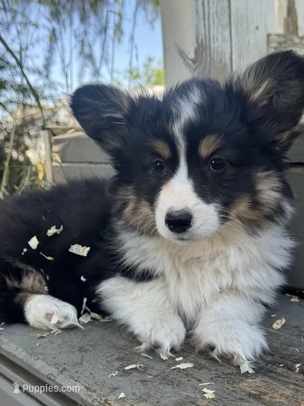 Eddie (fluffy) – Pembroke Welsh Corgi puppy for sale in Oakdale, CA