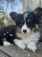 Eddie (fluffy), a male Pembroke Welsh Corgi for sale in Oakdale, CA – 1 of 1