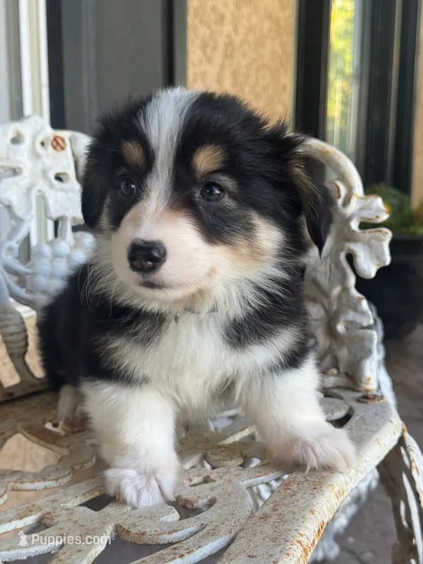 Taz (fluffy) gold  – Pembroke Welsh Corgi puppy for sale in Oakdale, CA