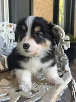 Taz (fluffy) gold , a male Pembroke Welsh Corgi for sale in Oakdale, CA – 1 of 2