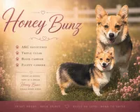 Waffles (gold), a male Pembroke Welsh Corgi for sale in Oakdale, CA – 2 of 2