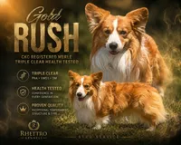 Apollo (fluffy), a male Pembroke Welsh Corgi for sale in Oakdale, CA – 2 of 2