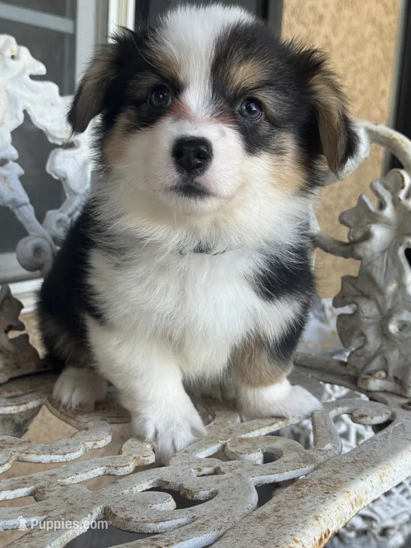 Ziggy (fluffy) blue  – Pembroke Welsh Corgi puppy for sale in Oakdale, CA