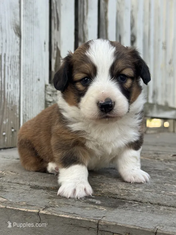 Odin (fluffy) – Pembroke Welsh Corgi puppy for sale in Oakdale, CA
