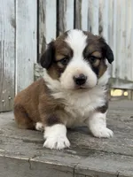 Odin (fluffy), a male Pembroke Welsh Corgi for sale in Oakdale, CA – 1 of 1