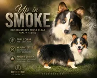 Avalanche (fluffy), a male Pembroke Welsh Corgi for sale in Oakdale, CA – 3 of 3