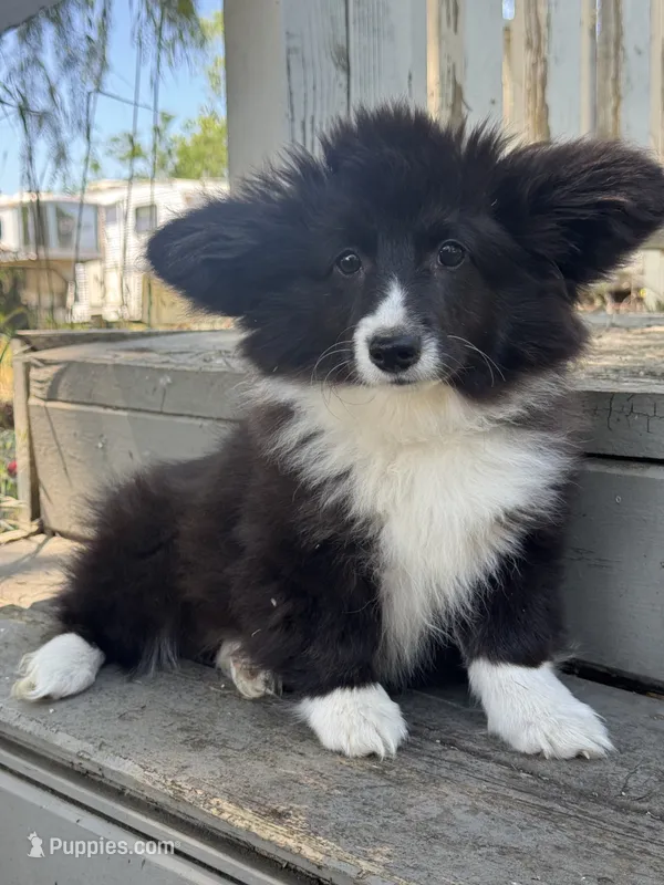 Shady (fluffy) – Pembroke Welsh Corgi puppy for sale in Oakdale, CA