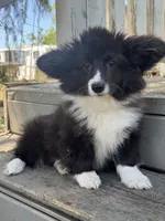 Shady (fluffy), a female Pembroke Welsh Corgi for sale in Oakdale, CA – 1 of 3
