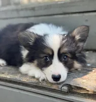 Jr (fluffy), a male Pembroke Welsh Corgi for sale in Oakdale, CA – 1 of 1