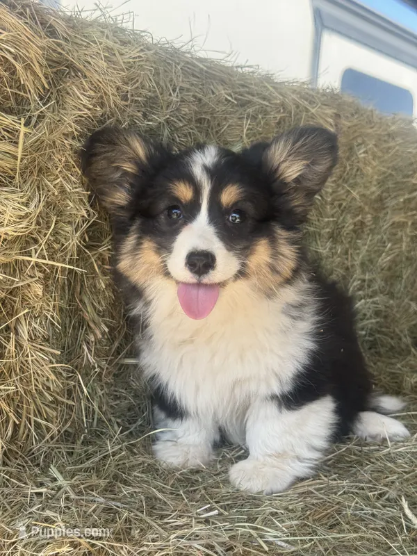 Eddie (fluffy) – Pembroke Welsh Corgi puppy for sale in Oakdale, CA
