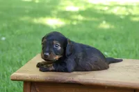 Eric , a male Miniature Dachshund for sale in New Haven, IN – 2 of 10