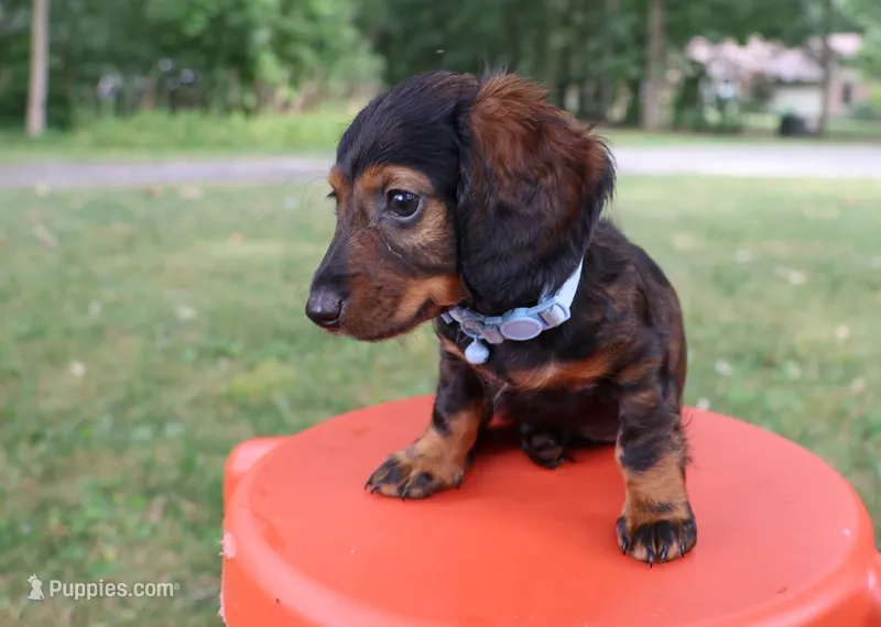 Eric – Miniature Dachshund puppy for sale in New Haven, IN
