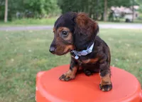 Eric, a male Miniature Dachshund for sale in New Haven, IN – 1 of 7