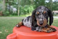 Kevin, a male Miniature Dachshund for sale in New Haven, IN – 2 of 4