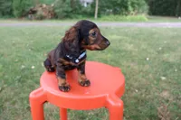 Eric, a male Miniature Dachshund for sale in New Haven, IN – 7 of 7