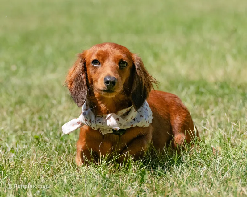 Indy – Miniature Dachshund puppy for sale in New Haven, IN