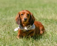 Indy, a female Miniature Dachshund for sale in New Haven, IN – 1 of 4