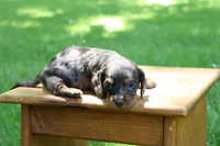 Max, a male Miniature Dachshund for sale in New Haven, IN – 7 of 10