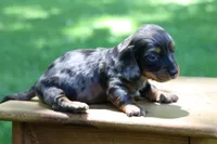 Max, a male Miniature Dachshund for sale in New Haven, IN – 2 of 10