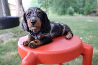 Kevin, a male Miniature Dachshund for sale in New Haven, IN – 3 of 4