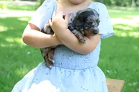 Kevin, a male Miniature Dachshund for sale in New Haven, IN – 2 of 10