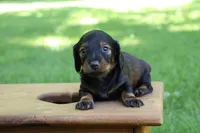 Eric , a male Miniature Dachshund for sale in New Haven, IN – 4 of 10