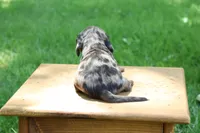 Max, a male Miniature Dachshund for sale in New Haven, IN – 8 of 10