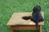 Eric , a male Miniature Dachshund for sale in New Haven, IN – 6 of 10