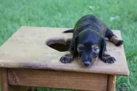 Eric , a male Miniature Dachshund for sale in New Haven, IN – 9 of 10