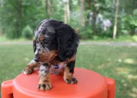 Kevin, a male Miniature Dachshund for sale in New Haven, IN – 4 of 4