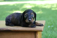 Eric , a male Miniature Dachshund for sale in New Haven, IN – 5 of 10