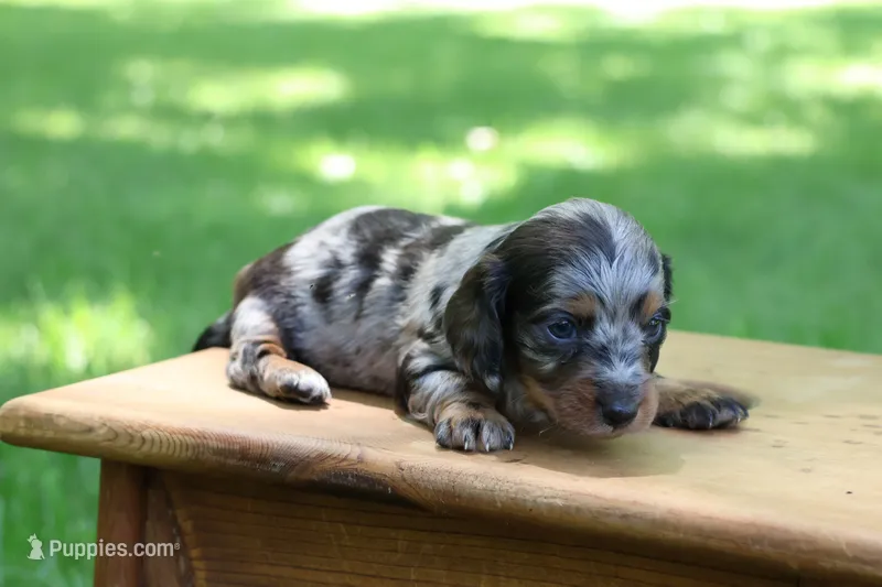 Kevin – Miniature Dachshund puppy for sale in New Haven, IN