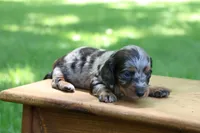 Kevin, a male Miniature Dachshund for sale in New Haven, IN – 8 of 10