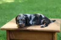 Kevin, a male Miniature Dachshund for sale in New Haven, IN – 9 of 10