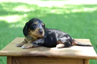 Sam, a male Miniature Dachshund for sale in New Haven, IN – 4 of 8