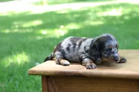Kevin, a male Miniature Dachshund for sale in New Haven, IN – 6 of 10