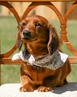 Indy, a female Miniature Dachshund for sale in New Haven, IN – 2 of 4