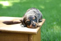 Max, a male Miniature Dachshund for sale in New Haven, IN – 4 of 10