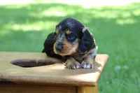 Sam, a male Miniature Dachshund for sale in New Haven, IN – 6 of 8